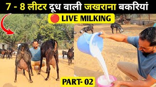 Live Milking 7  8 लीटर दूध देने वाली बेहतरीन जखराना बकरी Part 02 | Jakhrana goat farming in India