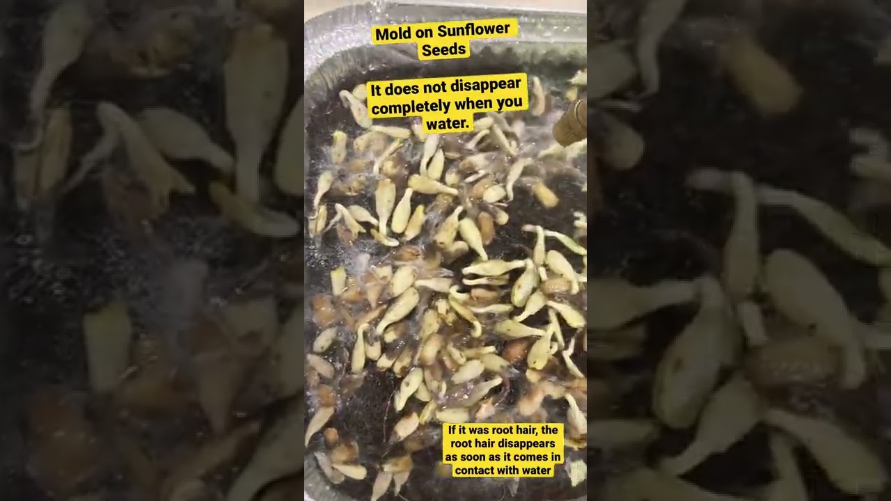 Mold on Sunflower Microgreens seeds. Find out if its mold or just root hair