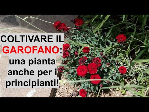 Video: Coltivare fiori di dianthus in giardino - Come prendersi cura di Dianthus