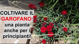 Growing carnations: continuous blooms with minimal effort! - W&A Gardens: vegetable garden and ga...