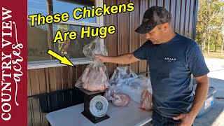 You Won't believe how big these chickens were.  Biggest chickens we ever raised.