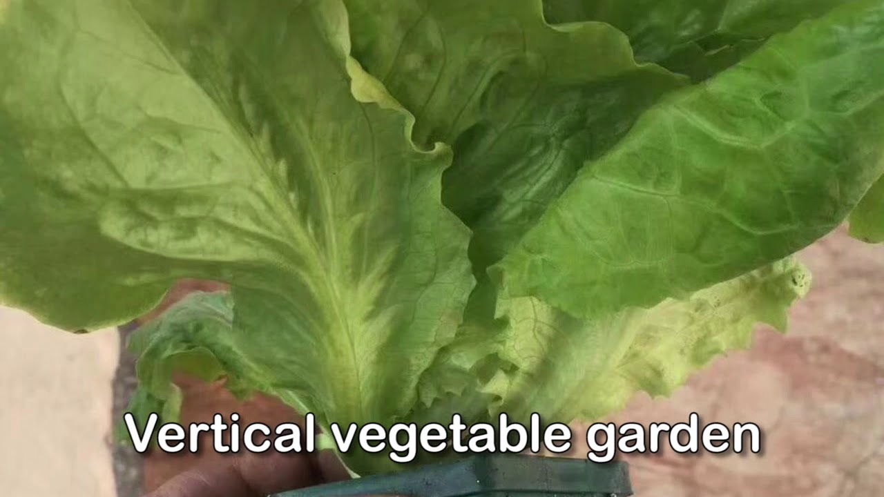 Real vertical plant wall installation Kits