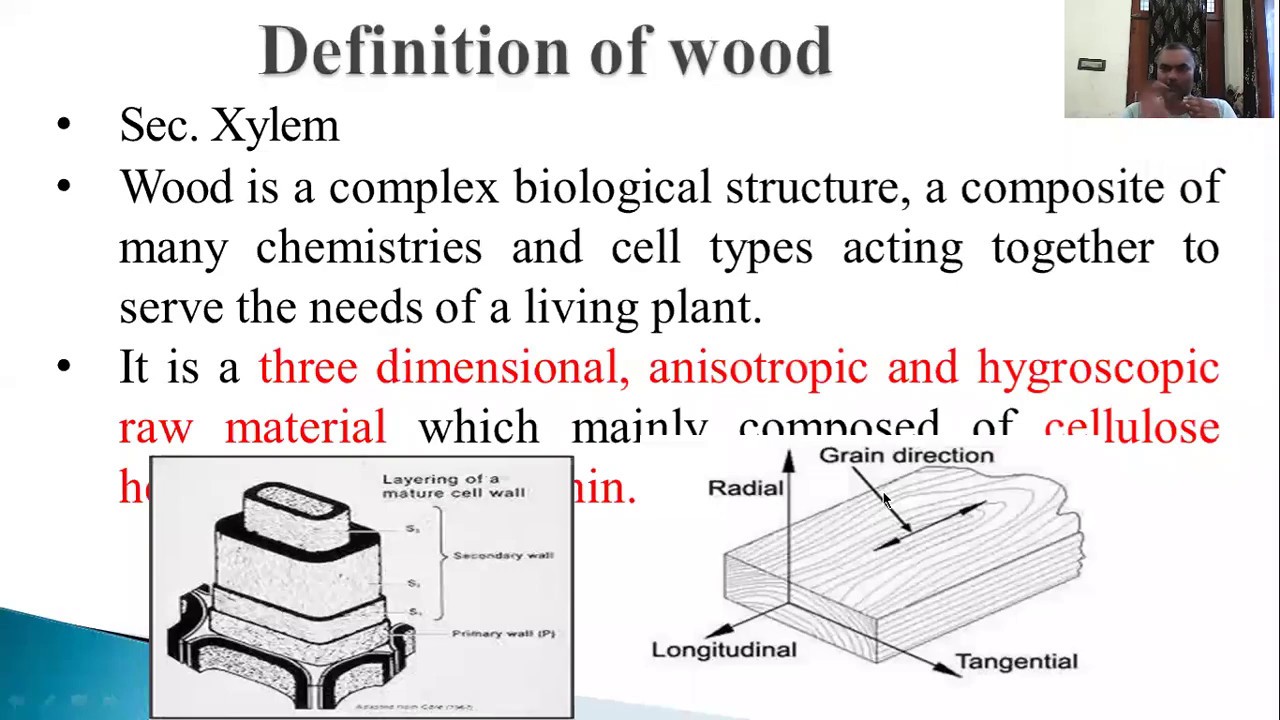WOOD ANATOMY YouTube