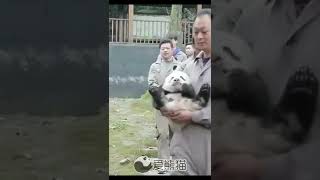 Hold My Panda Please 