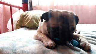 Asmr Pug Mouth Sounds