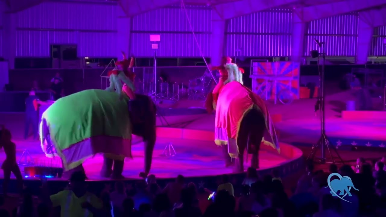 Where is Betty the elephant?