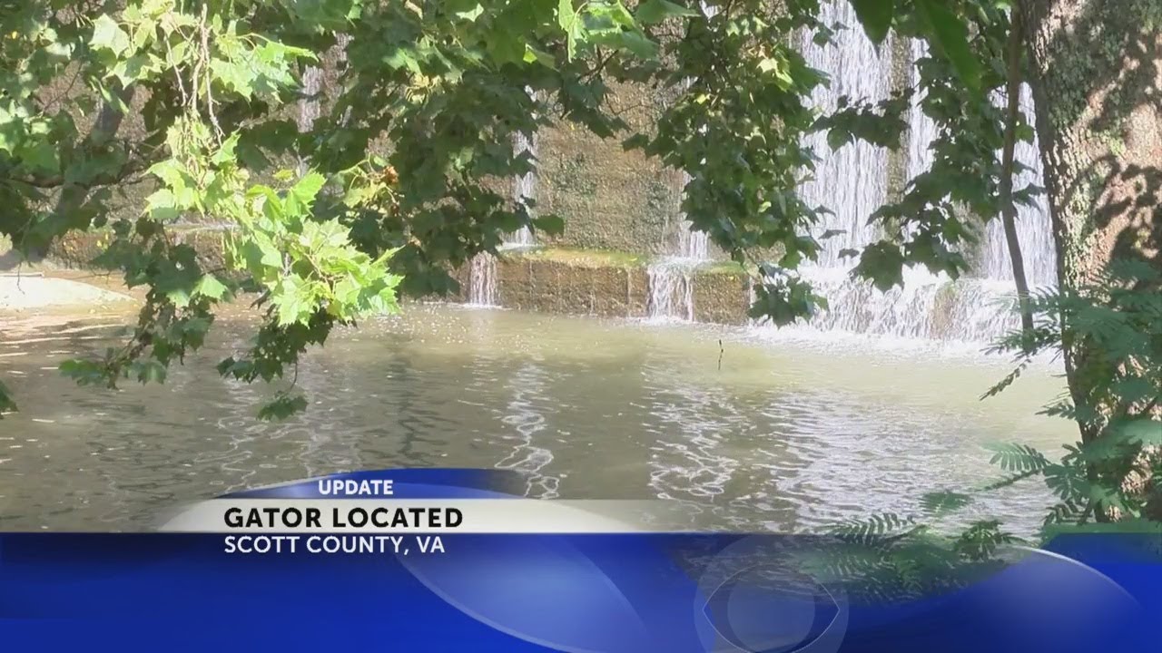 Alligator Located In Gate City, Virginia