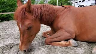 Your Sleeping Horse Of The Day