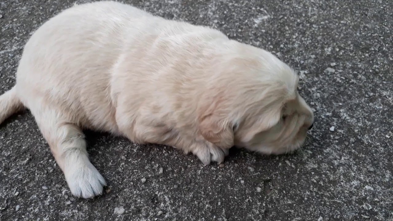 Golden Retriever abrindo os olhos e os ouvidos. Quantos dias o cachorro