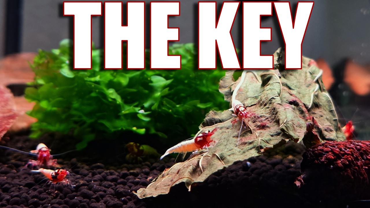 Biofilm & Botanicals: The Key to Baby Caridina Shrimp Survival