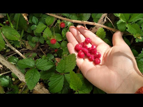 Video: Cuando Maduran Las Fresas Silvestres