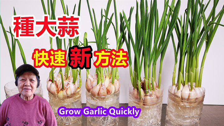 快速種大蒜的新方法，既收蒜苗又收大蒜，陽台也能種 How to Grow Garlic quickly\Mars Hydro - 天天要聞