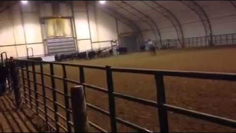 Lena AQHA mare cow sorting for first time