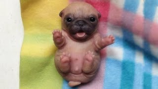 Baby Pets  Funny And Cute Dogs S Compilation 10 Aww Animals Vn