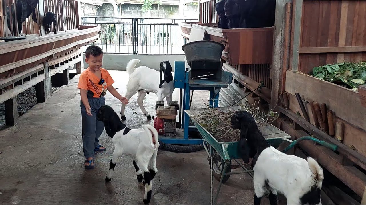 Kambing Lucu Lari - lari Sampai Terjatuh