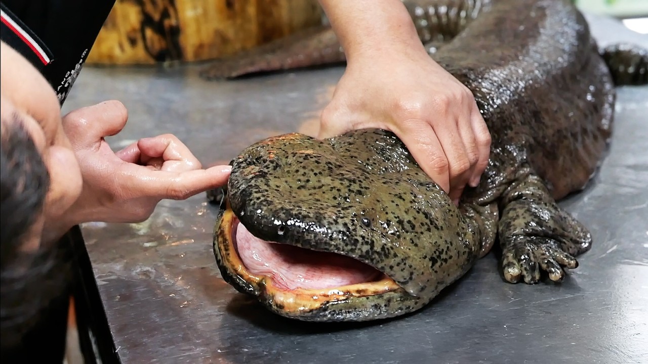 Chinese Street Food - GIANT SALAMANDER Cooked 8 Ways Xiamen Seafood China