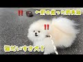 全く逃げない野良猫と猫大好き犬が出会ったらこうなりましたw