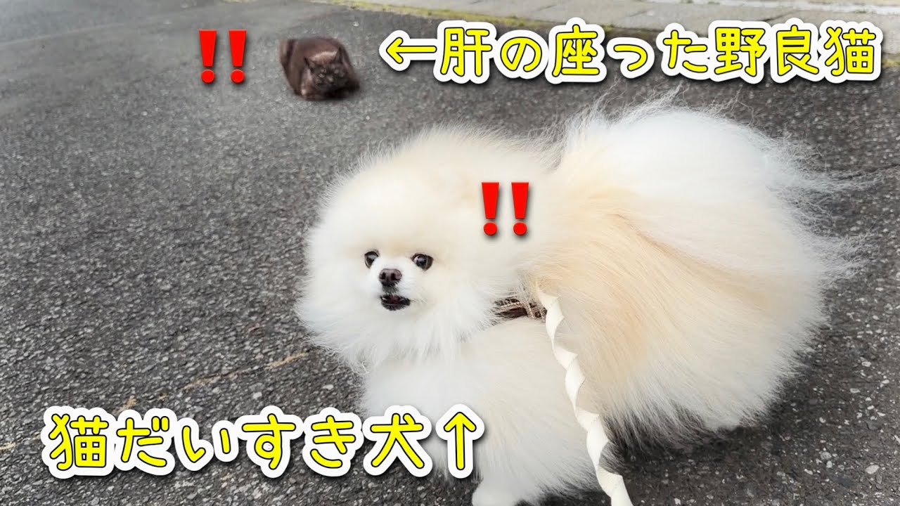 全く逃げない野良猫と猫大好き犬が出会ったらこうなりましたw