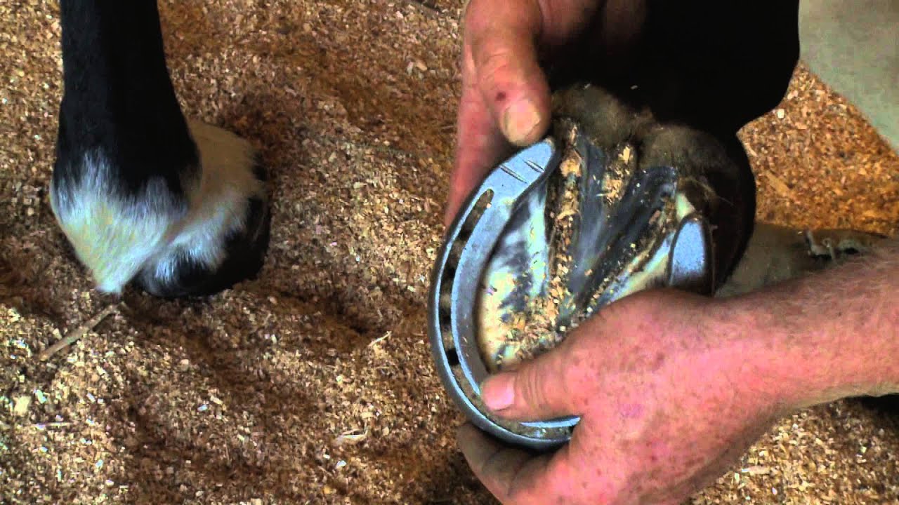 Farrier; A Documentary YouTube