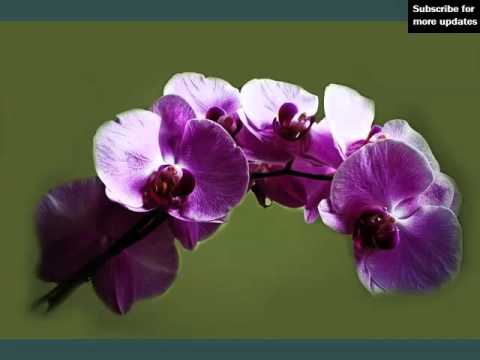 dark-purple-orchid-flowers-|-beautiful-flower-picture-collection