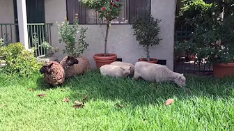 Weed Eaters