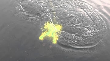 ROV in action (YJP Surveyors)