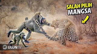 Inilah yang terjadi Ketika Macan tutul Terlalu Bodoh Menyerang Gerombolan Baboon