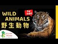 22 Wild Animals 野生動物 | Simple Vocabulary in Traditional Chinese | Learn Chinese for Kids &amp; Toddlers
