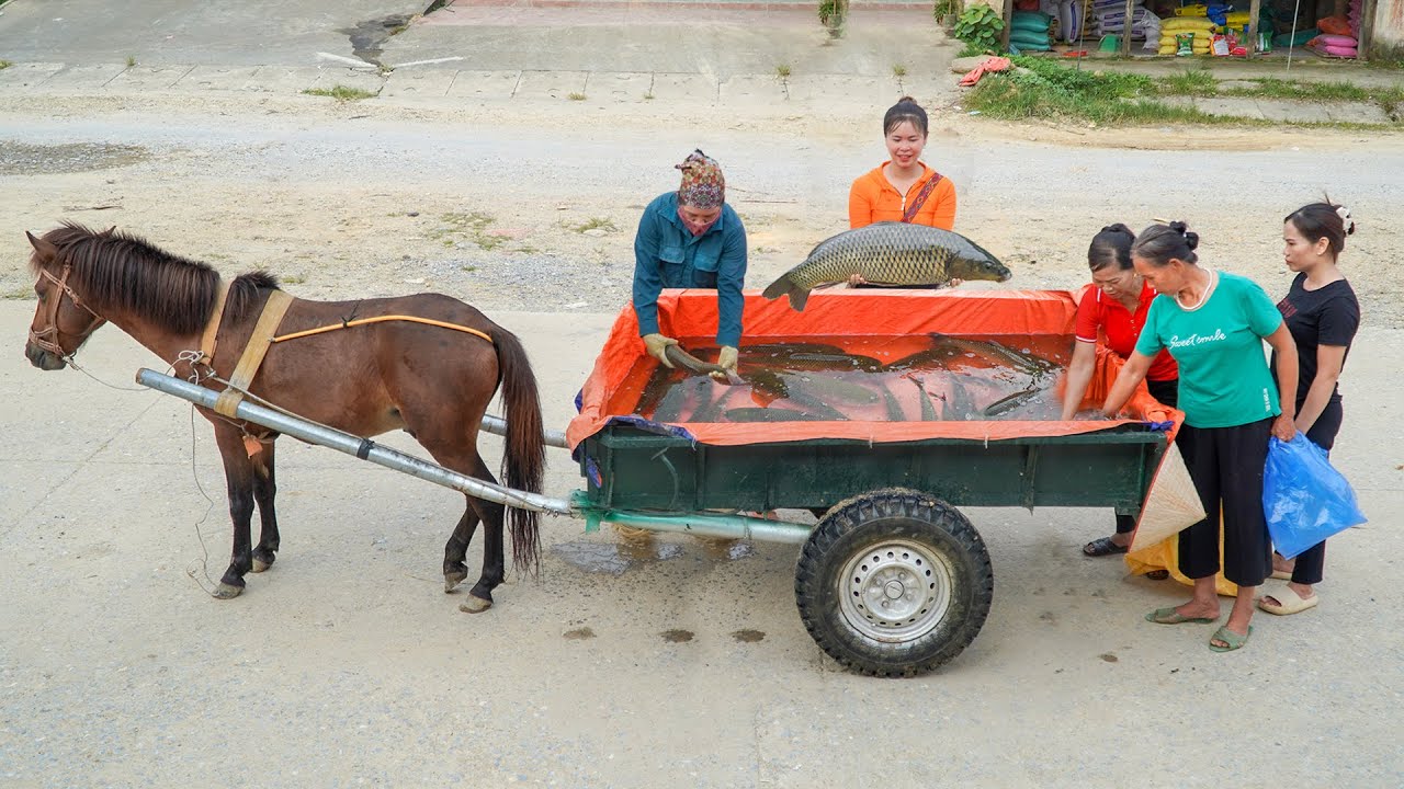 Villagers Pulled The Net Caught A Lot Of Fish - Use Horse Drawn Cart Transport Many Fish Go To Sell