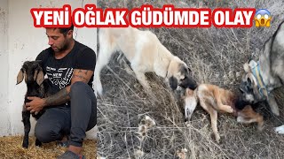 YENİ OĞLAK ALDIM GÜDÜMDE 4 AYLIK KANGAL YAVRUSU CHAPO AFFETMEDİ BOĞDU😱