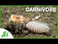 How a Carnivorous Snail Is Advancing Medicine