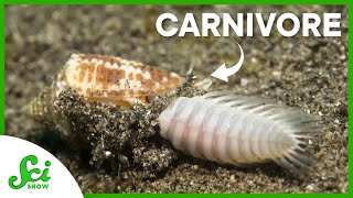 How A Carnivorous Snail Is Advancing Medicine