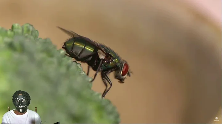 WhatevaReacts here’s how that annoying 🪰 dodges your fly swatter.