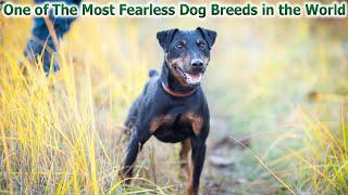 One Of The Most Fearless Dog Breeds In The World