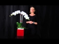 Nyc Plants, Orchids Flowers, York, Ny New Landscaping &