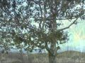 Mikayil Müşfiq - Yalnız ağac - Ənvər Vəliyev - rejissor Elgün Seyidzadə 2012-ci il