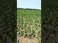 Maizales díganme amigos, qué opinan de este hermoso maizal una chulada enserio