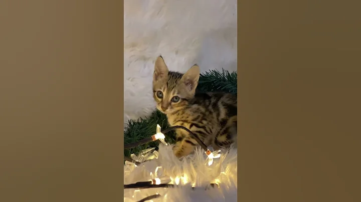 Video 9684461: exotic kitten, perfect kitten