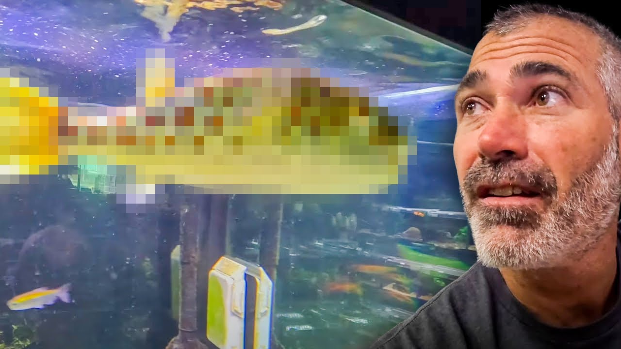 Exotic pets wichita west incredible fish collection youtube