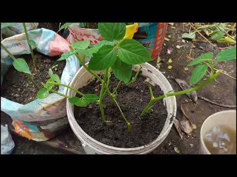 How To Grow Jute From Stem