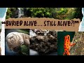 Buried, But Not Dead: Nature's Strangest Survivors.