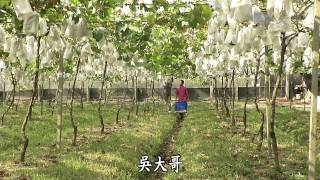 【草根菩提】20140829 - 368出去走走 - 紫色大村