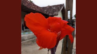 Bunga Di Tepi Jalan