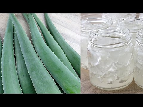 How to store Aloe Vera / Aloe Vera Gel in Fridge / Freezer