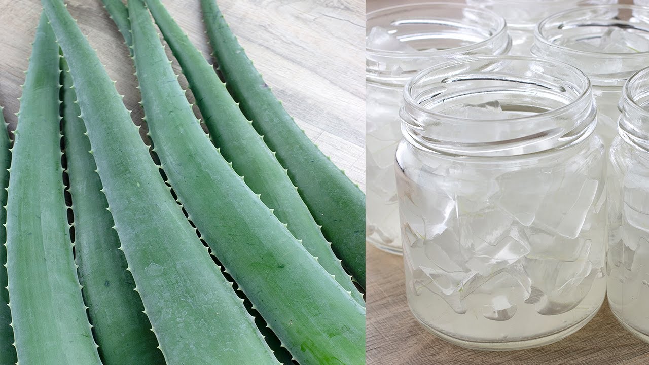 How Long Can Aloe Vera Last In The Fridge How to store Aloe Vera / Aloe Vera Gel in Fridge / Freezer - YouTube