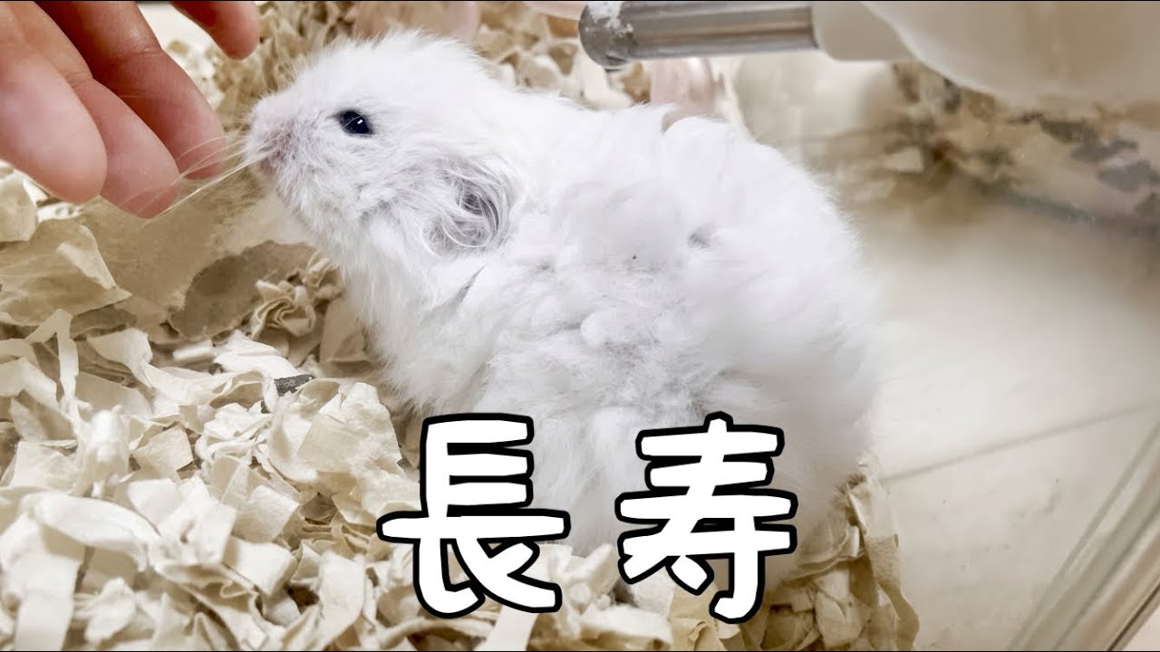 My hamster is turning 3 soon after a peaceful life - YouTube