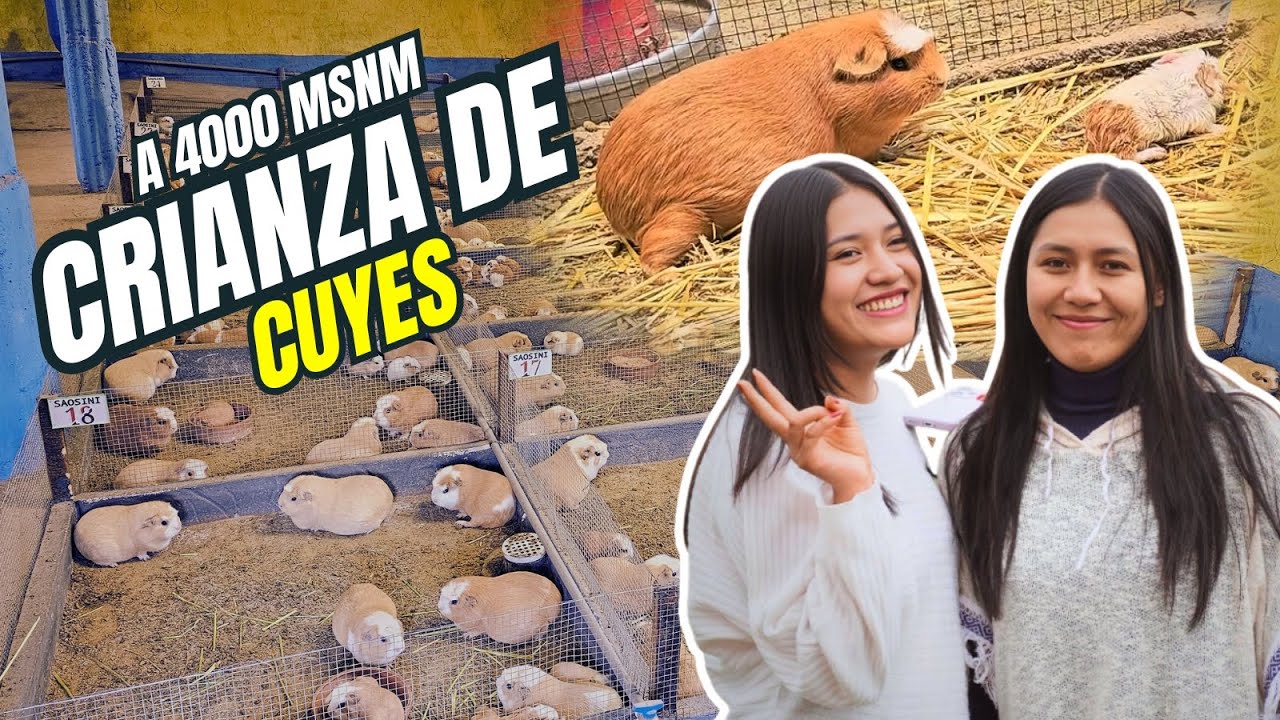 Crianza de Cuyes - Conoce una granja MODERNA