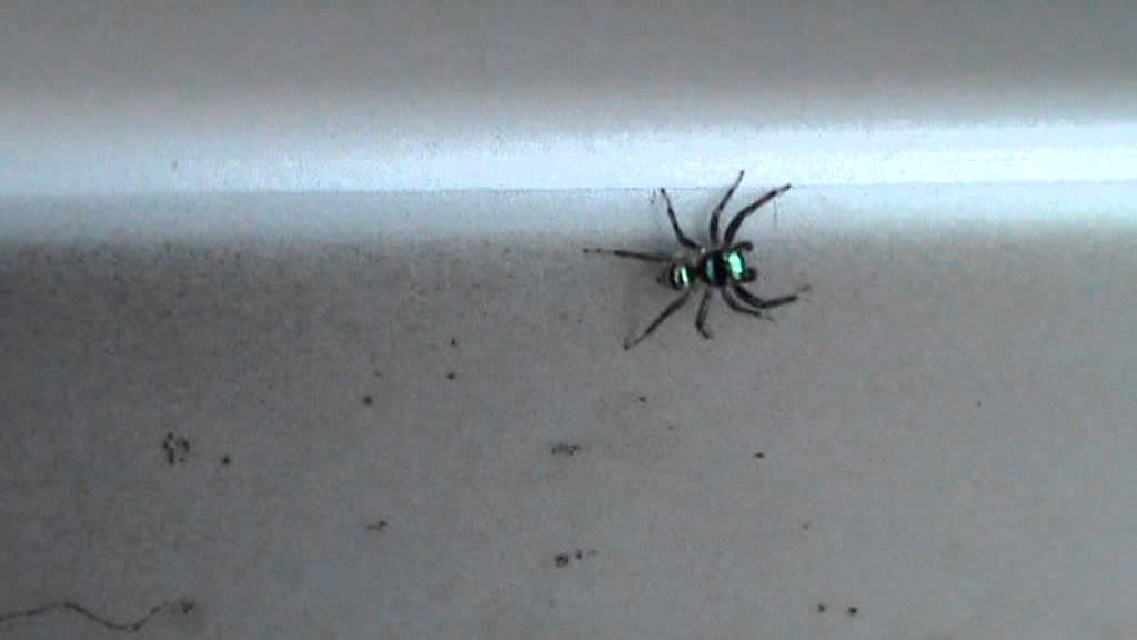 how to draw cartoons better Rare form of spider