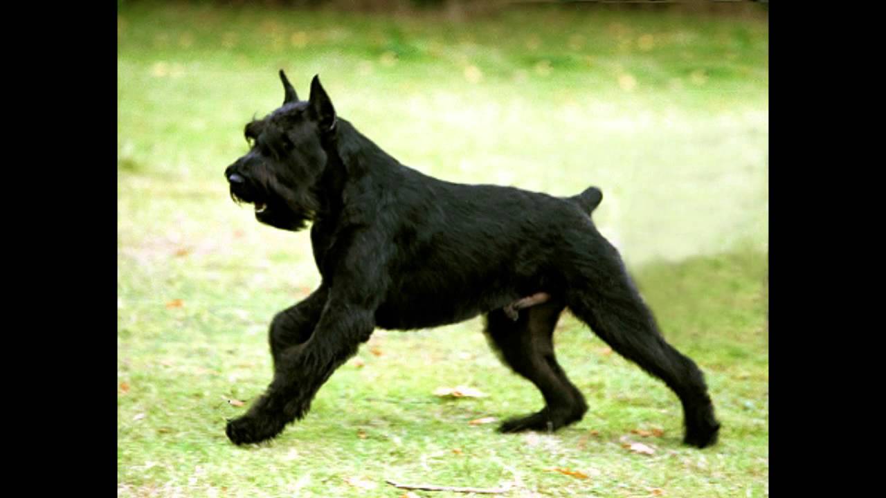 best small guard dog breeds