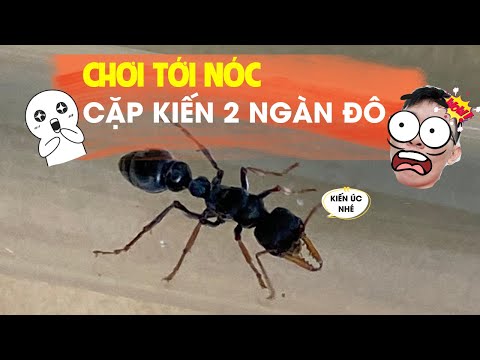 Video CẶP KIẾN 2000 ĐÔ-TRỜI ƠI CHƠI LÀ PHẢI CHƠI NHƯ VẬY NÈ... - youtube